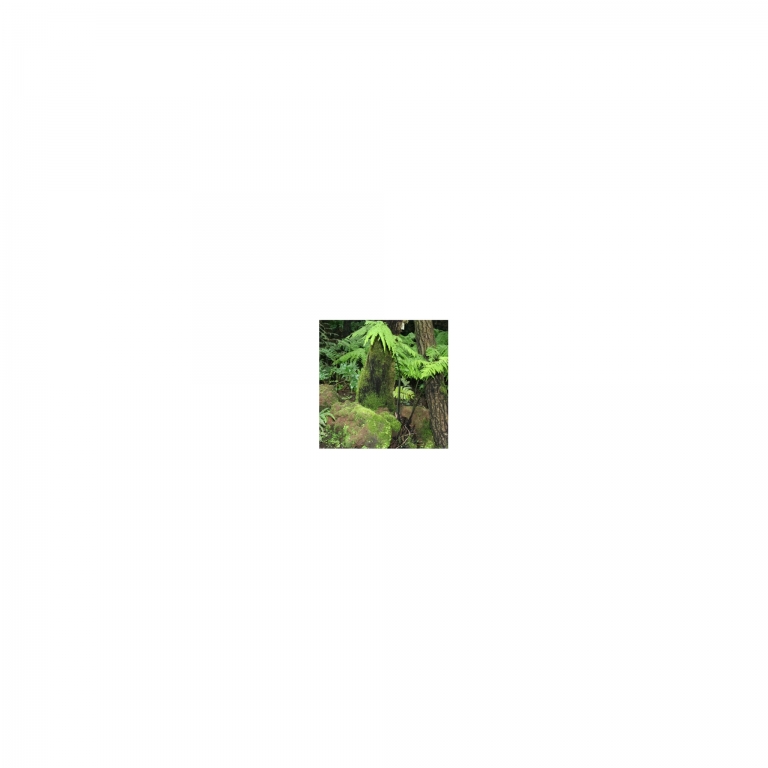 Photo Background - rainforest - 10x10 - Cube